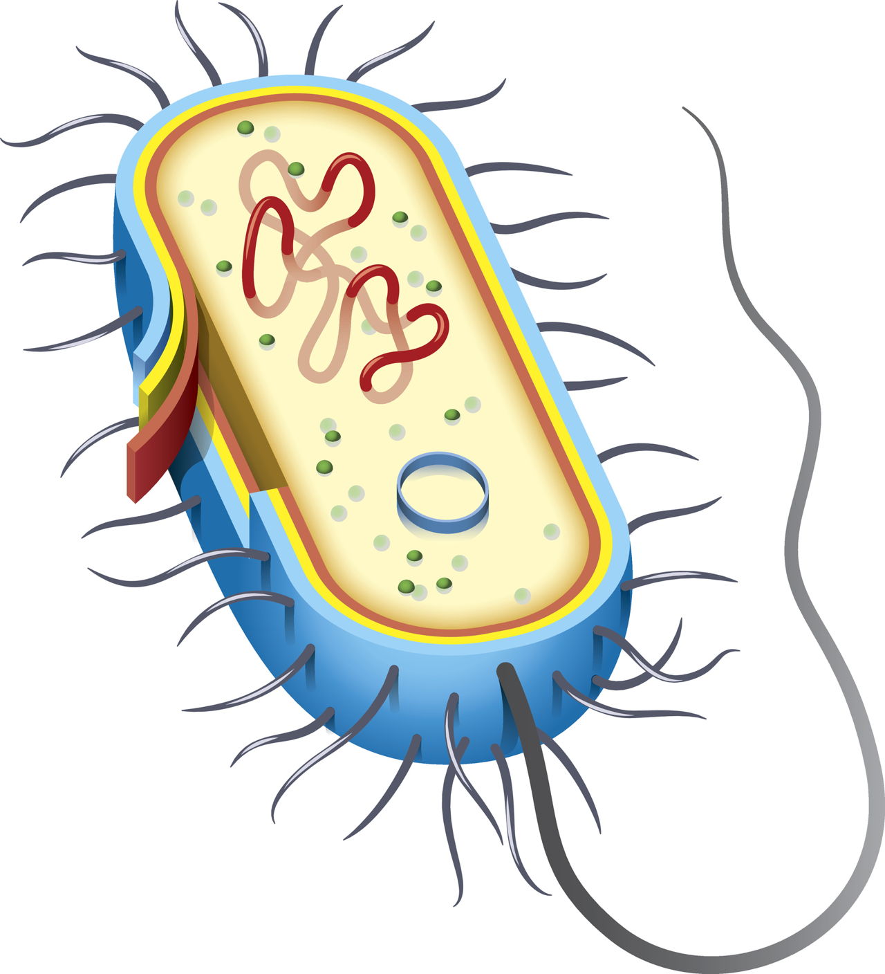 Строение бактериальной клетки без подписей
