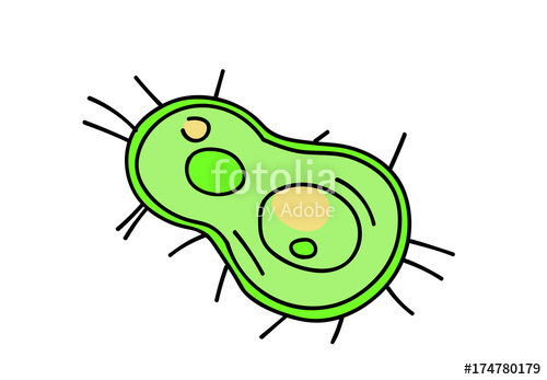 Как нарисовать бактерию по биологии 5 класс