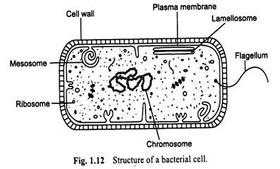 Bacteria Drawing at PaintingValley.com | Explore collection of Bacteria ...