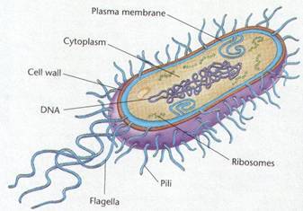 337x235 how to draw bacteria cell diagram easy step - Bacteria Drawing