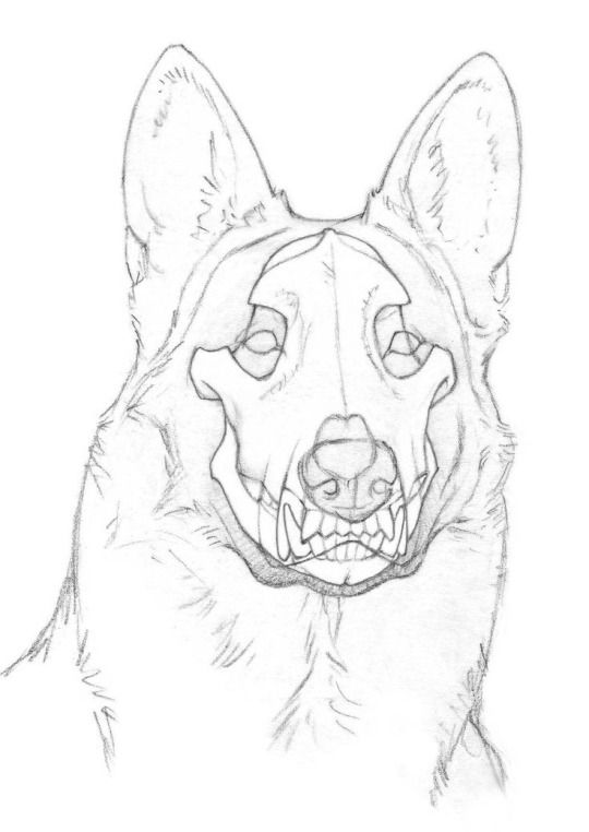 540x762 bad dog anatomysketching drawings, art, dog anatomy - Bad Dog Drawing