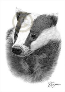 212x300 European Badger Pencil Drawing Print Sizes Signed - Badger Drawing