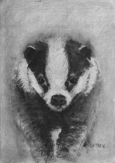 375x531 Badger Drawing - Badger Drawing