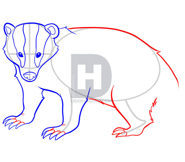 710x622 How To Draw A Badger, Step - Badger Drawing