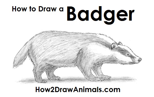 500x315 How To Draw A Badger - Badger Drawing