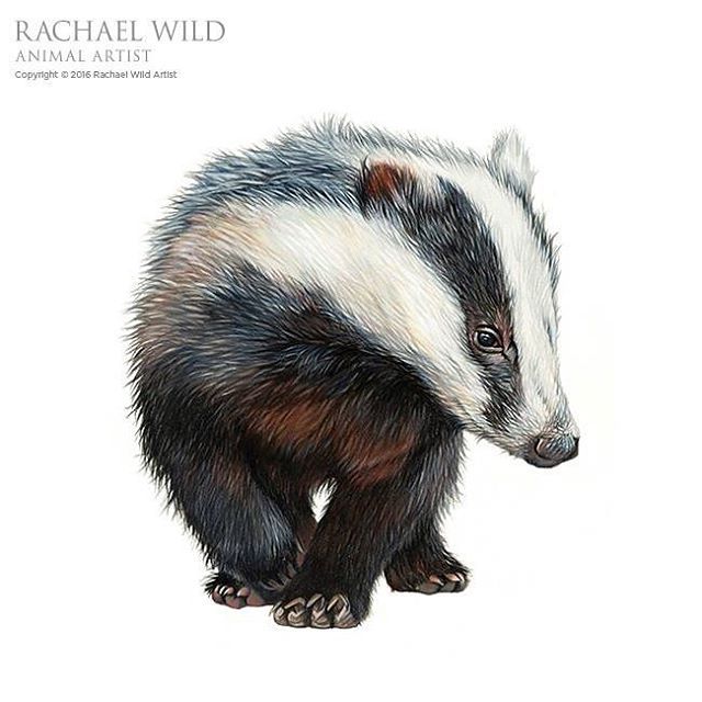 640x640 Humbug - Badger Drawing