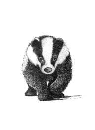 192x263 Image Result For Badger Line Drawing How To Draw A Badger - Badger Drawing