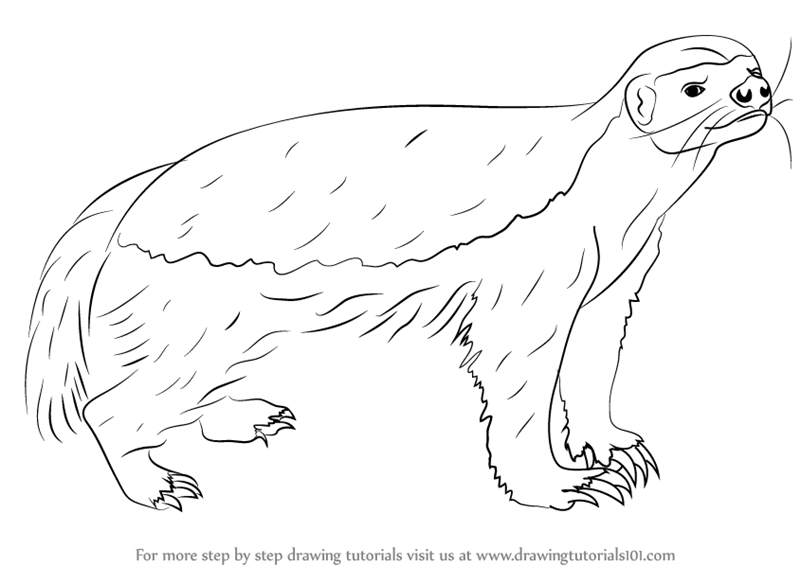 800x566 Learn How To Draw A Honey Badger - Badger Drawing