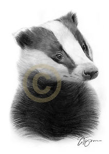 212x300 Badger Pencil Drawing Art Print Sizes Signed Wildlife - Badger Drawing