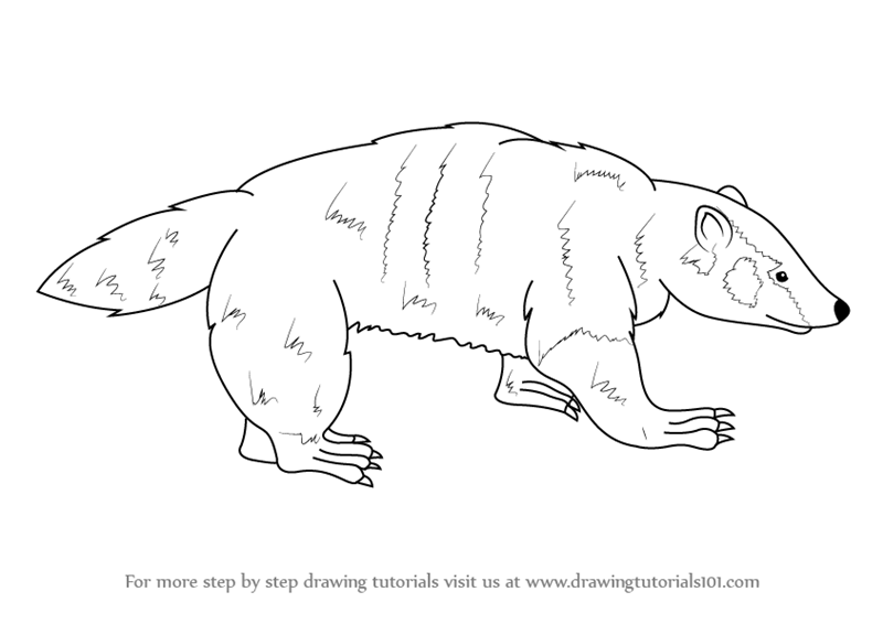 800x566 Learn How To Draw An American Badger - Badger Drawing