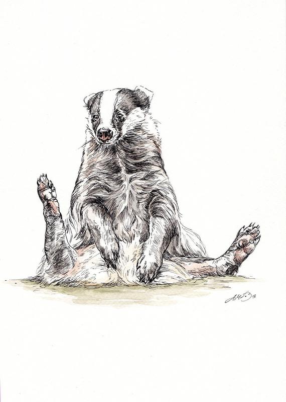 570x799 Original Watercolour Of A Badger Badger Drawing Etsy - Badger Drawing