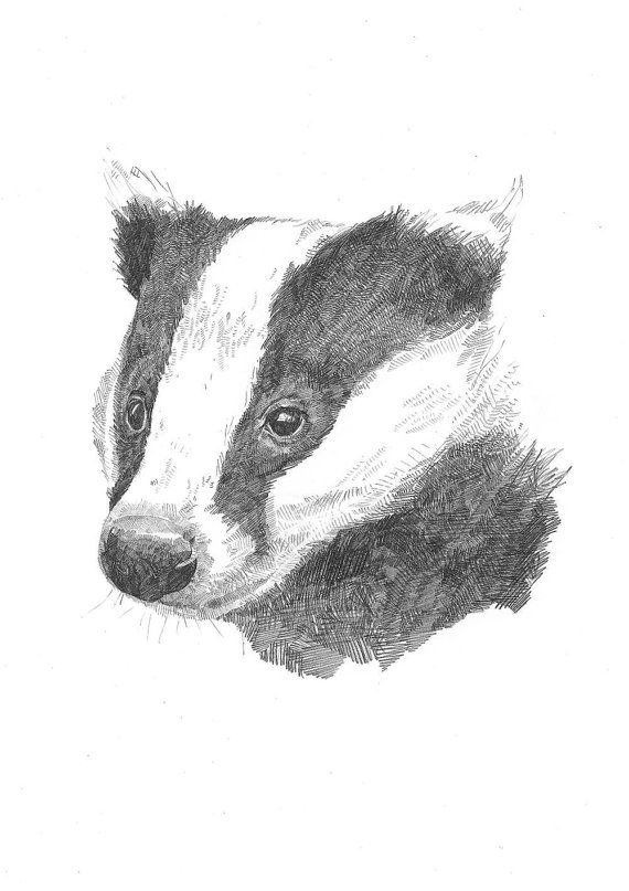570x807 Print - Badger Drawing