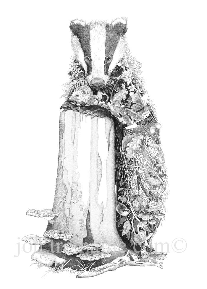 700x978 The Badger - Badger Drawing