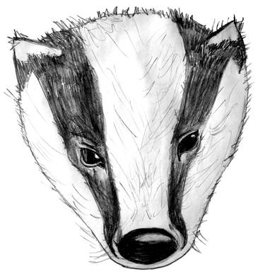 375x390 Baby Badger Drawing - Badger Drawing