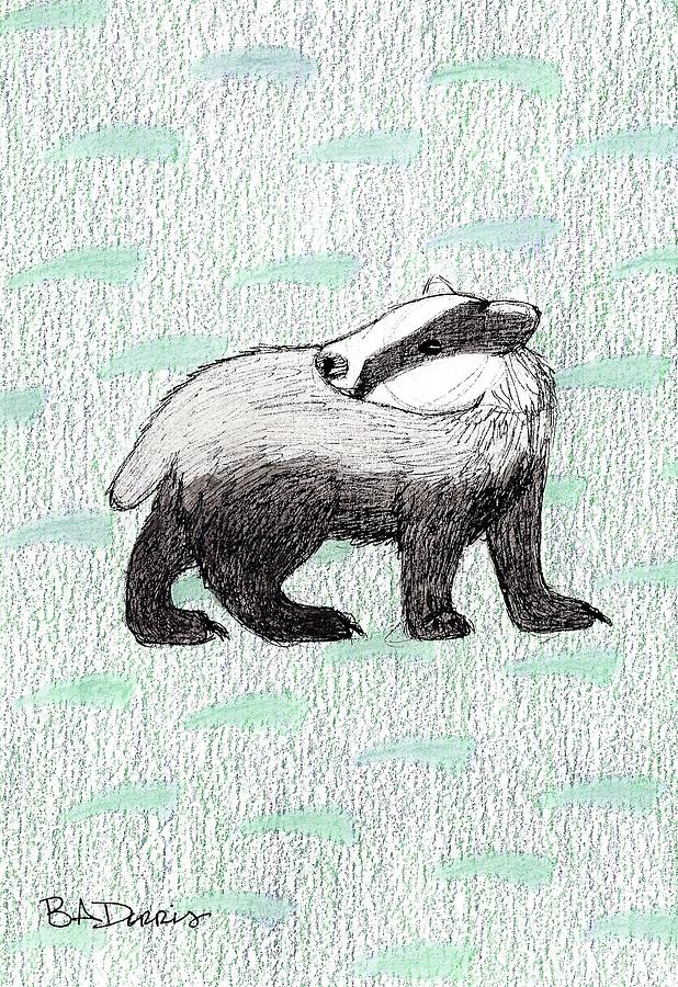 618x900 Badger Drawing - Badger Drawing