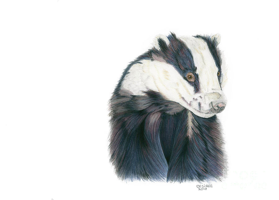 900x646 Badger Drawing - Badger Drawing