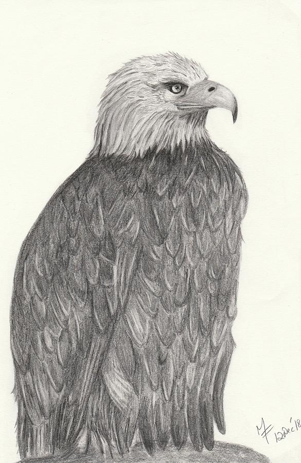 Bald Eagle Drawing at PaintingValley.com | Explore collection of Bald ...