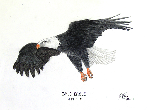 600x449 bald eagle in flight drawing - Bald Eagle Drawing