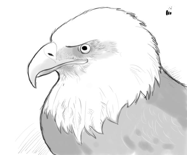 600x500 bald eagle drawings - Bald Eagle Drawing