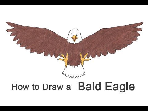 480x360 how to draw a bald eagle - Bald Eagle Drawing