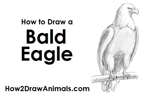500x315 How To Draw An Eagle - Bald Eagle Drawing