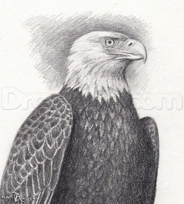 Bald Eagle Drawing at PaintingValley.com | Explore collection of Bald ...