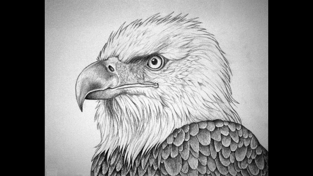 1280x720 how to draw bald eagle head pencil drawing step - Bald Eagle Drawing