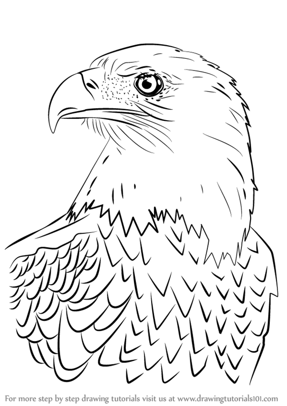 566x800 learn how to draw bald eagle head - Bald Eagle Drawing