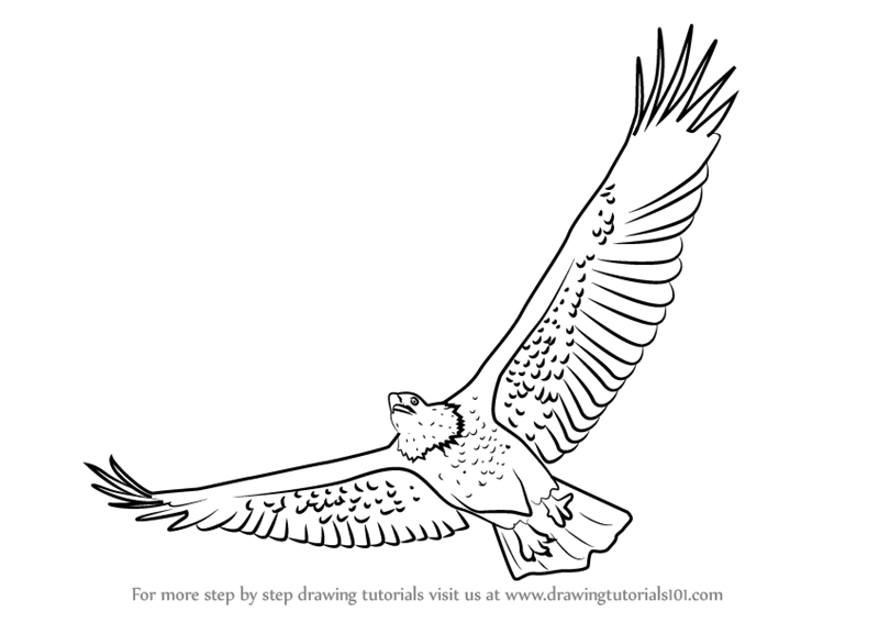 800x567 learn how to draw a bald eagle flying - Bald Eagle Drawing