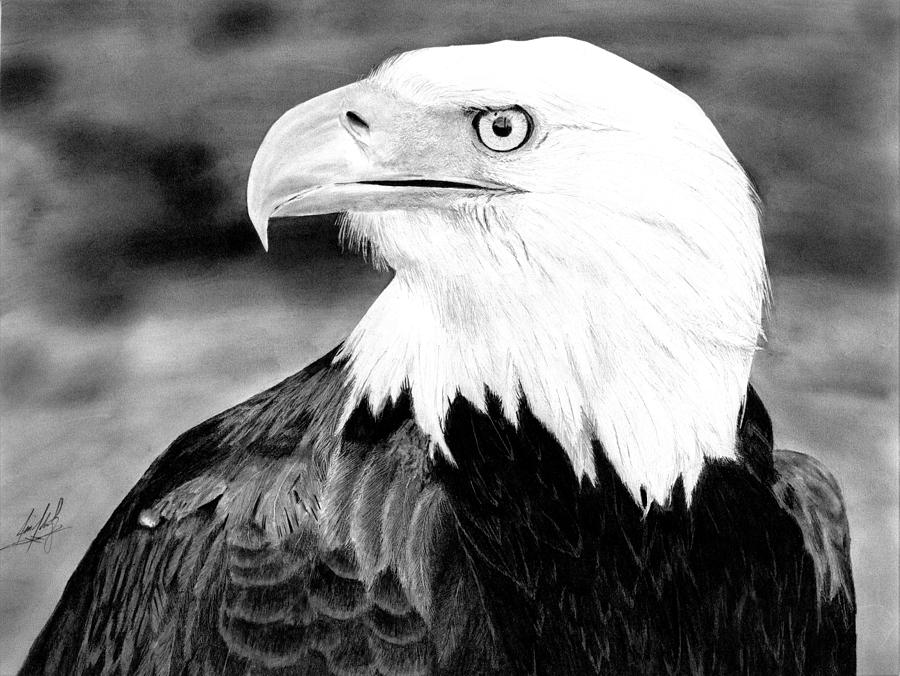 900x676 bald eagle drawing drawing - Bald Eagle Drawing