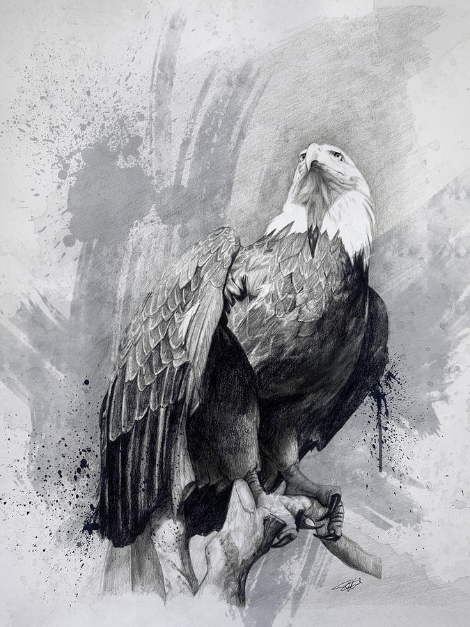 675x900 bald eagle drawing drawing - Bald Eagle Drawing