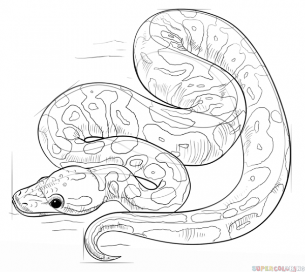 Ball Python Drawing At PaintingValley.com | Explore Collection Of Ball ...