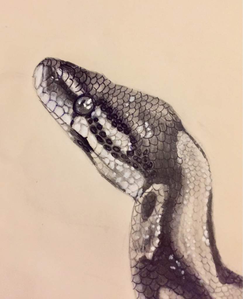 Ball Python Drawing at Explore collection of Ball