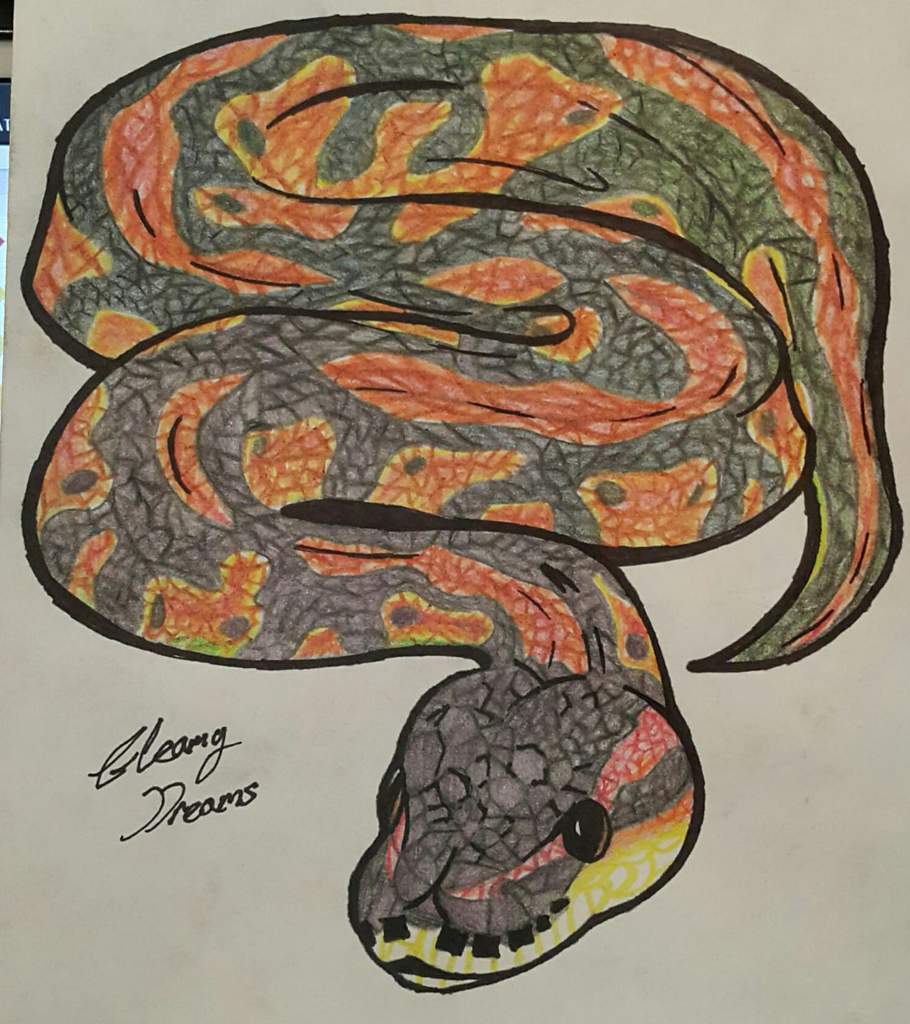 Ball Python Drawing at Explore collection of Ball
