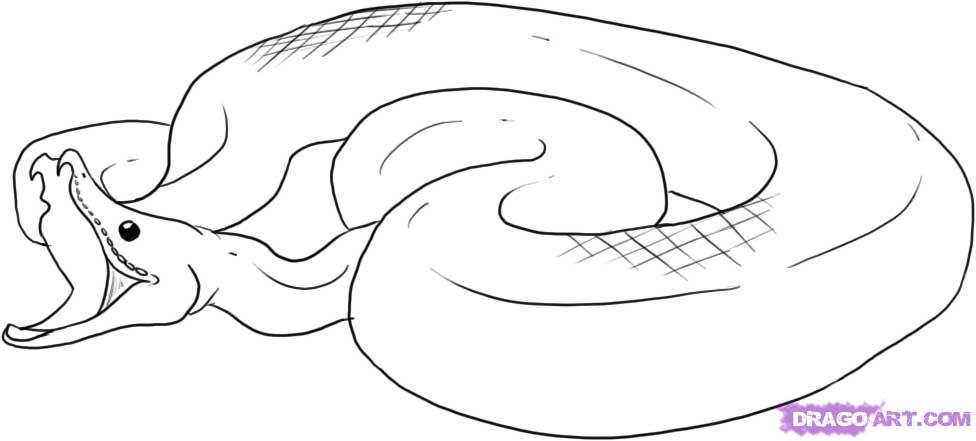 How To Draw A Python. 
