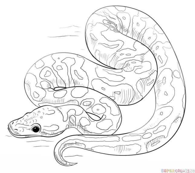 645x575 How To Draw A Ball Python Step - Ball Python Drawing