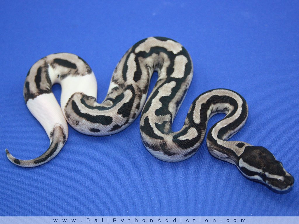 Ball Python Drawing at PaintingValley.com | Explore collection of Ball ...