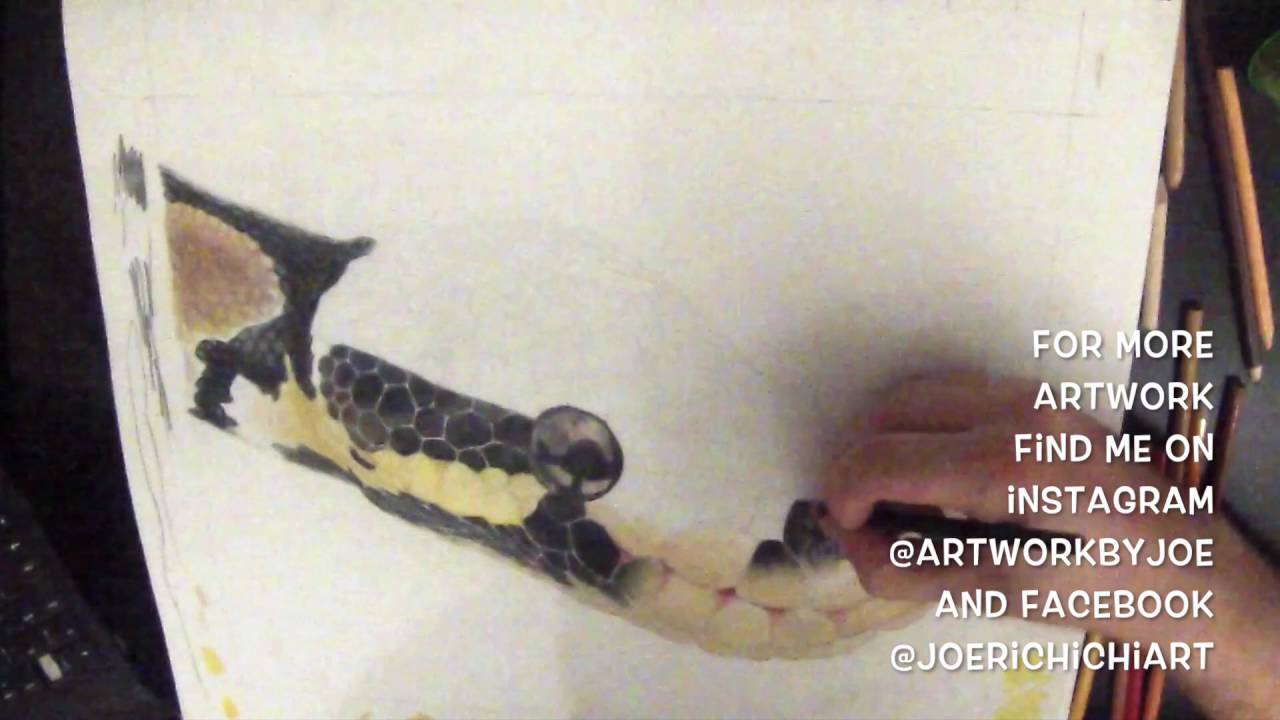 1280x720 Time Lapse Drawing Of A Ball Python - Ball Python Drawing