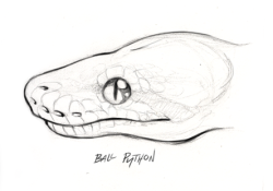 Ball Python Drawing at PaintingValley.com | Explore collection of Ball ...
