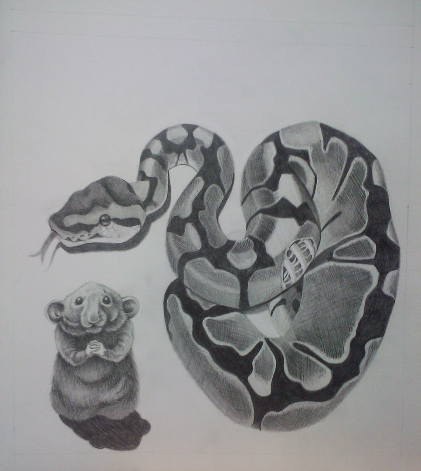 Ball Python Drawing at Explore collection of Ball