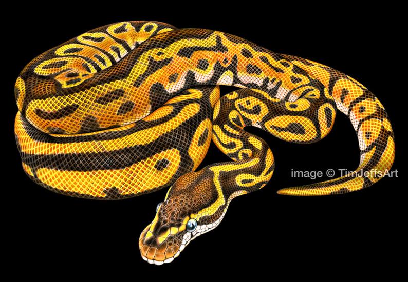 794x550 Ball Python Colored Pencil Drawing Etsy - Ball Python Drawing