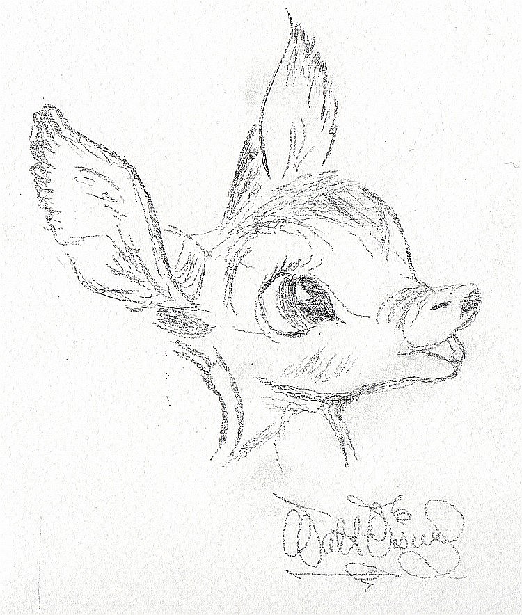 750x884 walt disney's drawing of bambi - Bambi Drawing