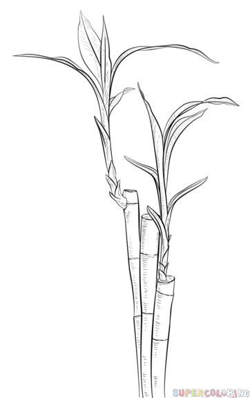 362x575 how to draw a bamboo step - Bamboo Drawing