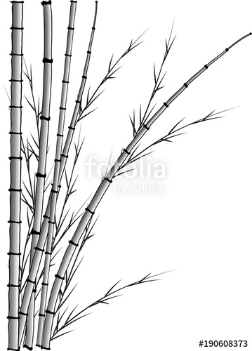 359x500 Bamboo Drawing Background Stock Photo And Royalty Free Images - Bamboo Drawing