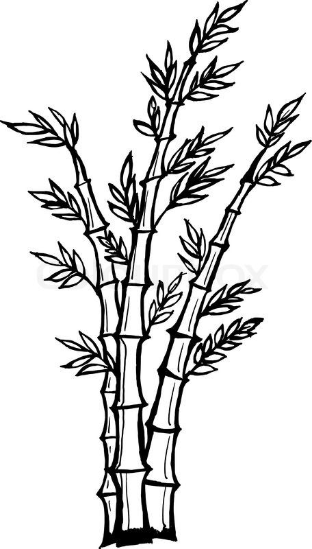 456x800 Cartoon Bamboo Tree Drawing Stock Vector Of 'hand Drawn, Vector - Bamboo Drawing