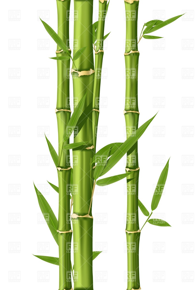 814x1200 Bamboo Tree Branches Phyllostachys Bambusoides - Bamboo Tree Drawing