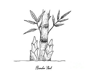 300x244 Bamboo Tree Drawings Fine Art America - Bamboo Tree Drawing