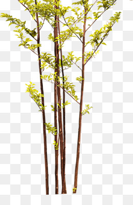 260x400 Bamboo Tree Png - Bamboo Tree Drawing