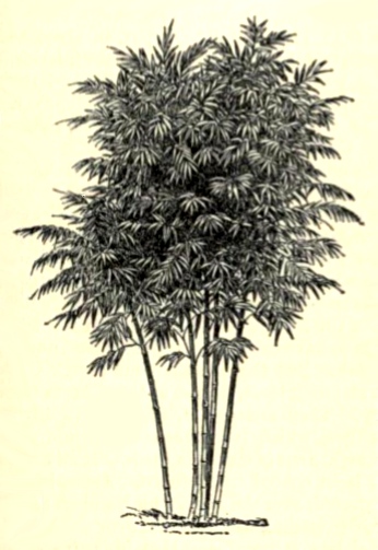 346x503 Vintage Bamboo Plant Drawing - Bamboo Tree Drawing