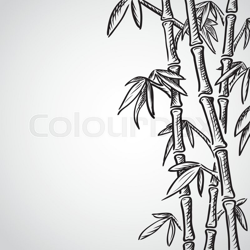 800x800 Background With Bamboo Stems Ink Stock Vector Colourbox - Bamboo Tree Drawing